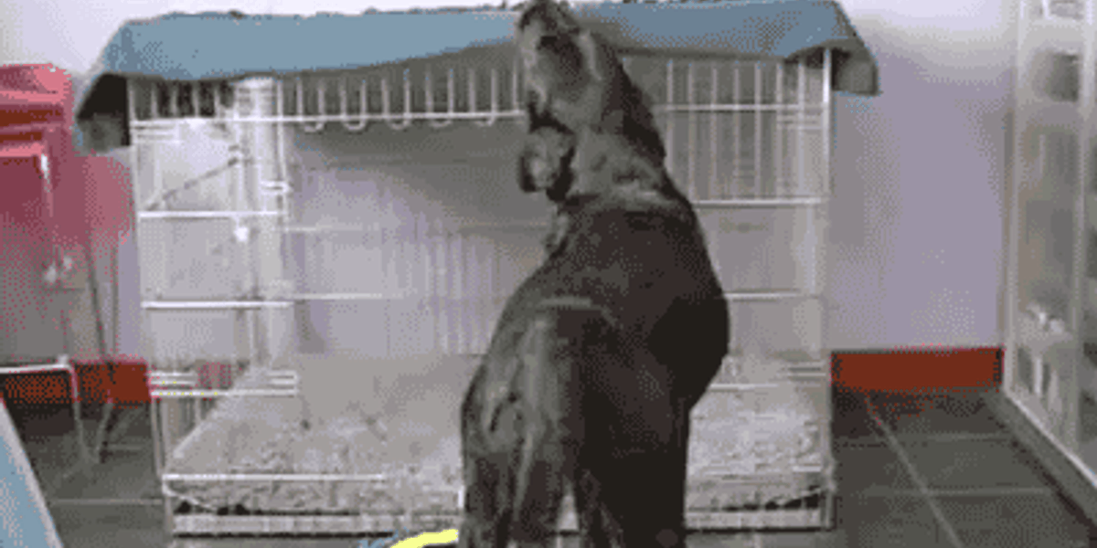 A Dog's Advice: Design a Kennel with Radiant Heating