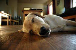 A dog sleeping comfortably on a finished wood floor heated by an electric radiant floor heating system.