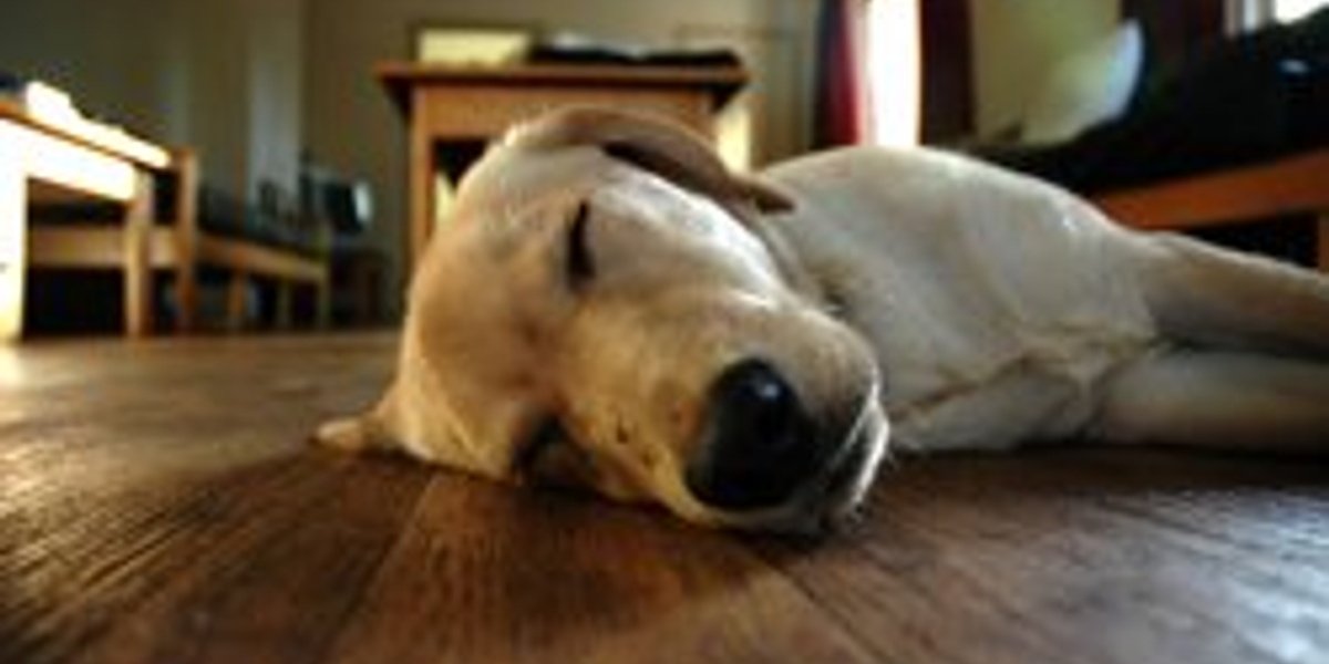 Animals Enjoy Electric Floor Heating Too