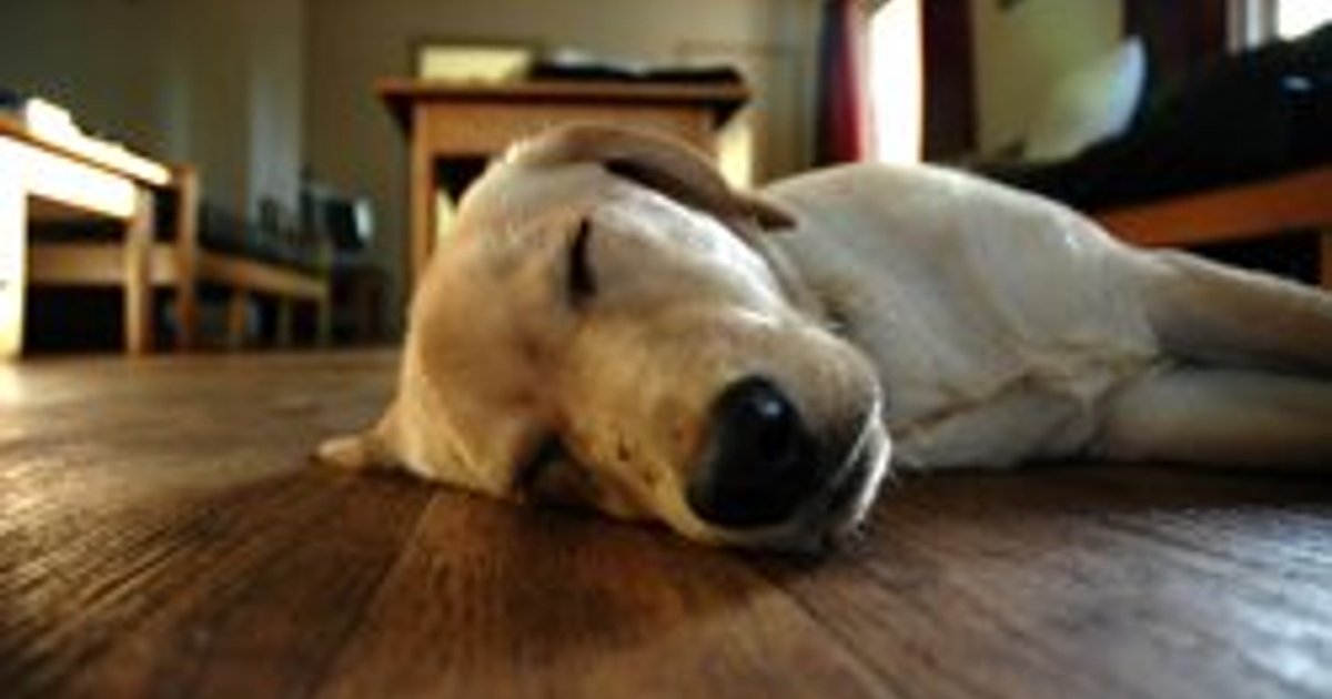 Unique Radiant Ideas: Designing a Dog Kennel with Radiant Heating