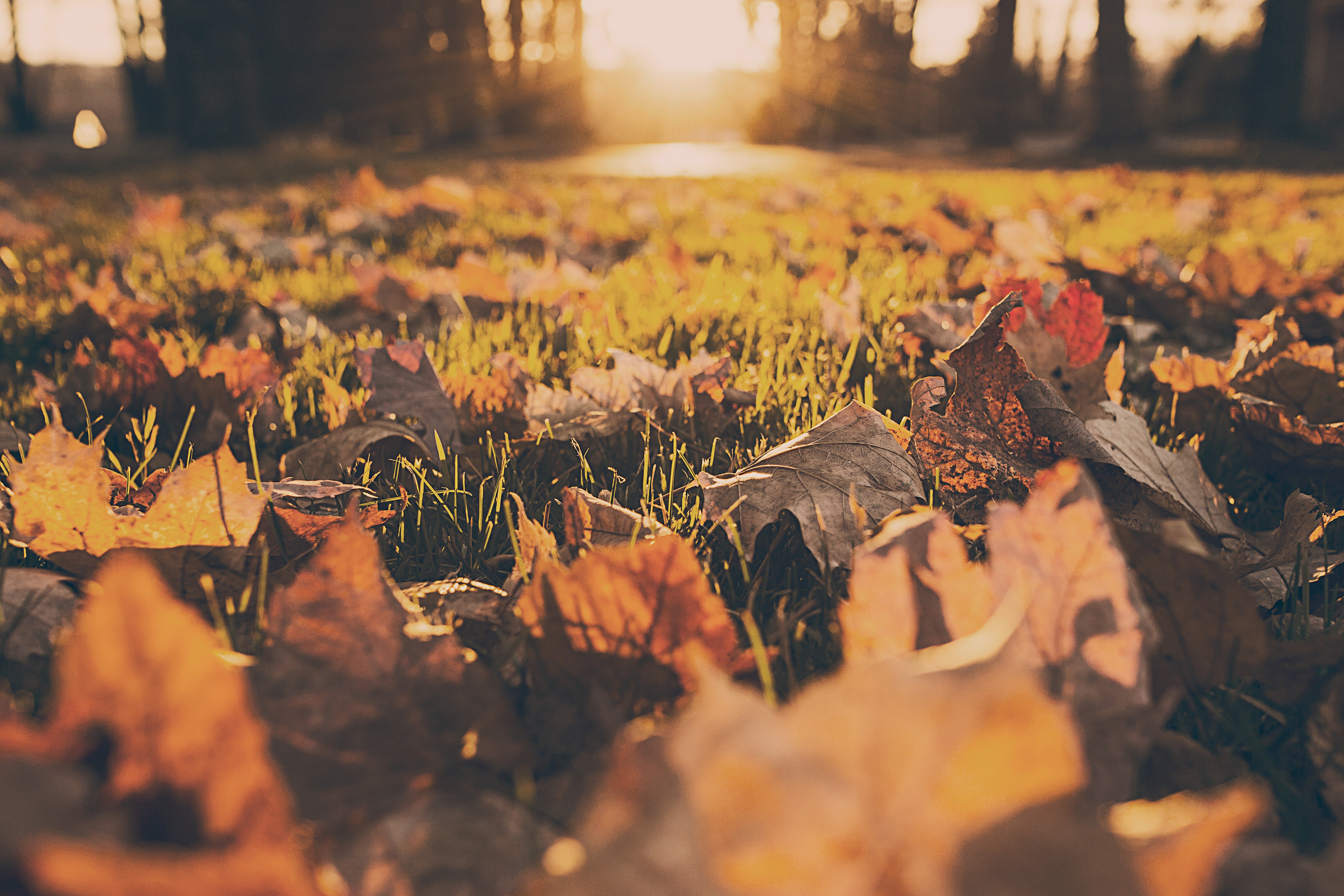 Autumn fall foliage with sunlight