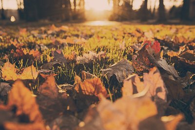 Autumn fall foliage with sunlight