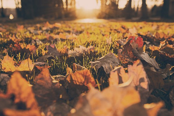 Autumn fall foliage with sunlight