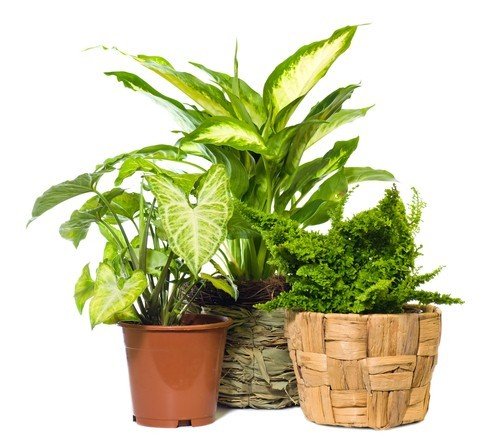 Three indoor houseplants including a Syngonium, Dieffenbachia, and fern arranged to improve bathroom air quality.