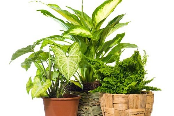 Beautifying your bathroom while improving air quality