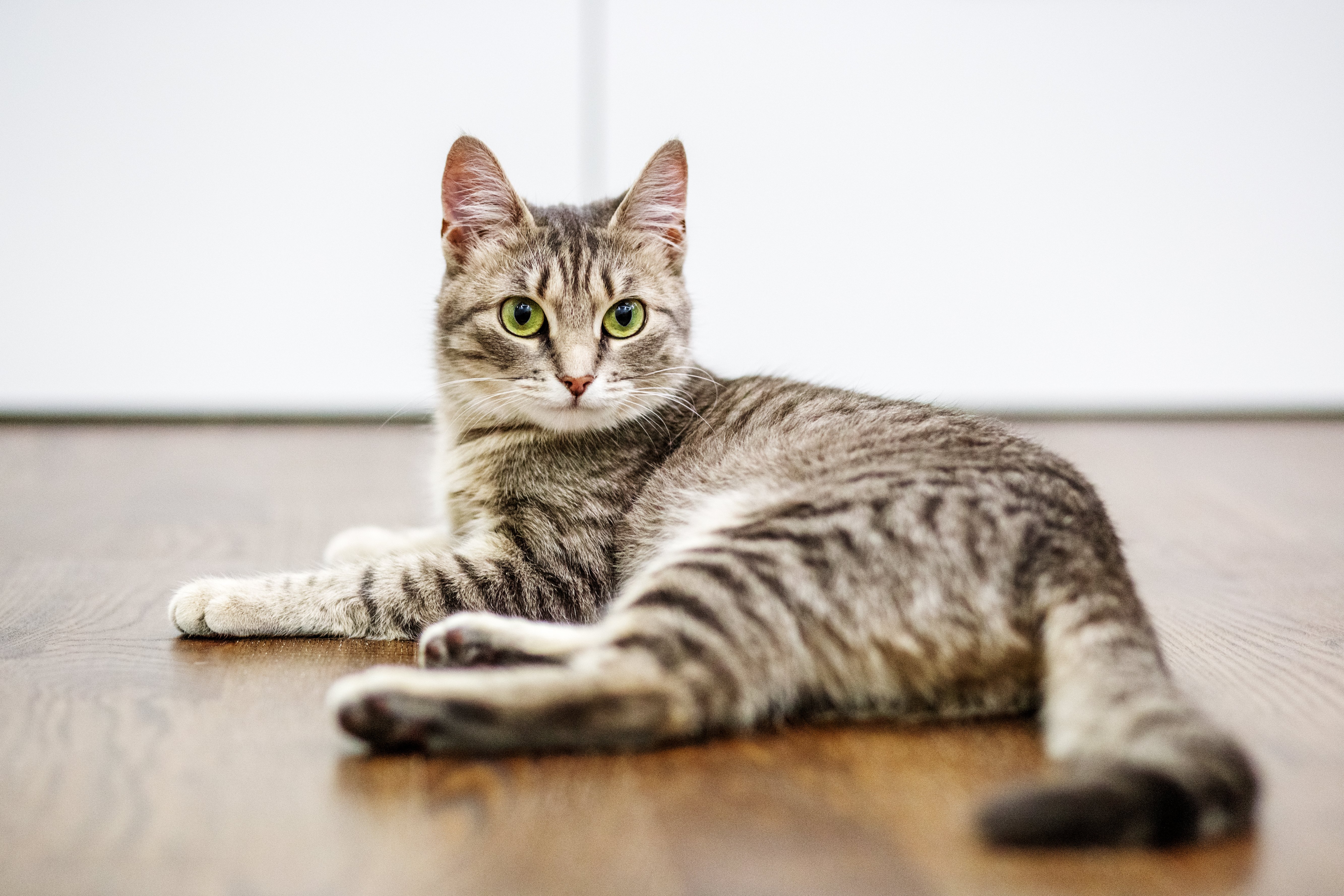 A grey tabby cat with green eyes resting on a brown wood laminate floor.