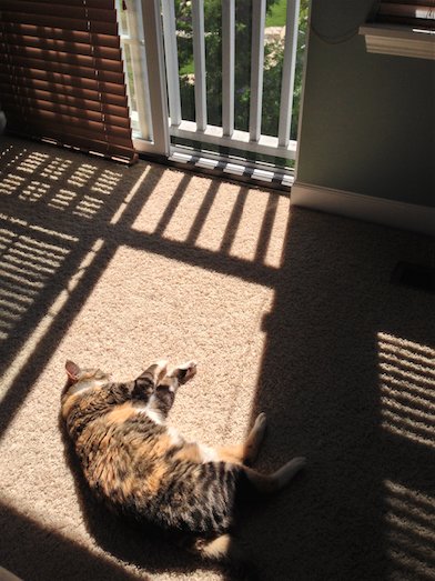 Pets enjoy sunlight, so leave the blinds open.