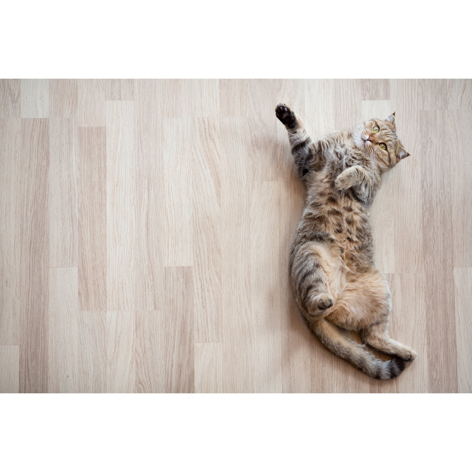 Cat Laying on Floor