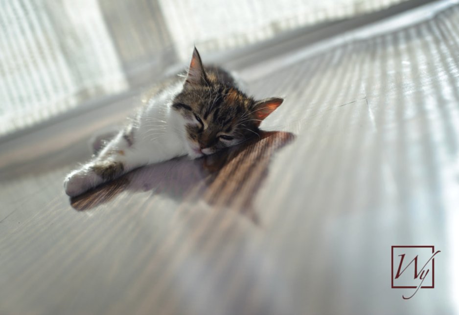 Humans and pets alike enjoy the feeling of radiant heated floors.