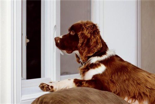 A brown and white spaniel resting on an indoor sofa while looking out through an open window in a dog-friendly home.
