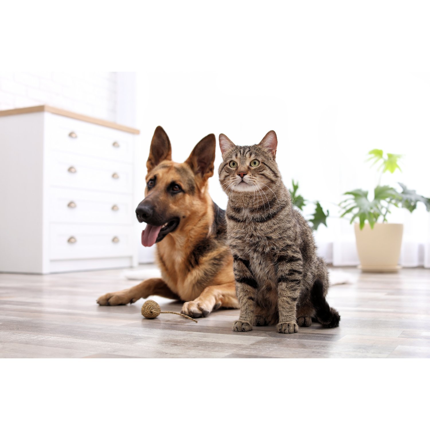 Dog & Cat on Floor
