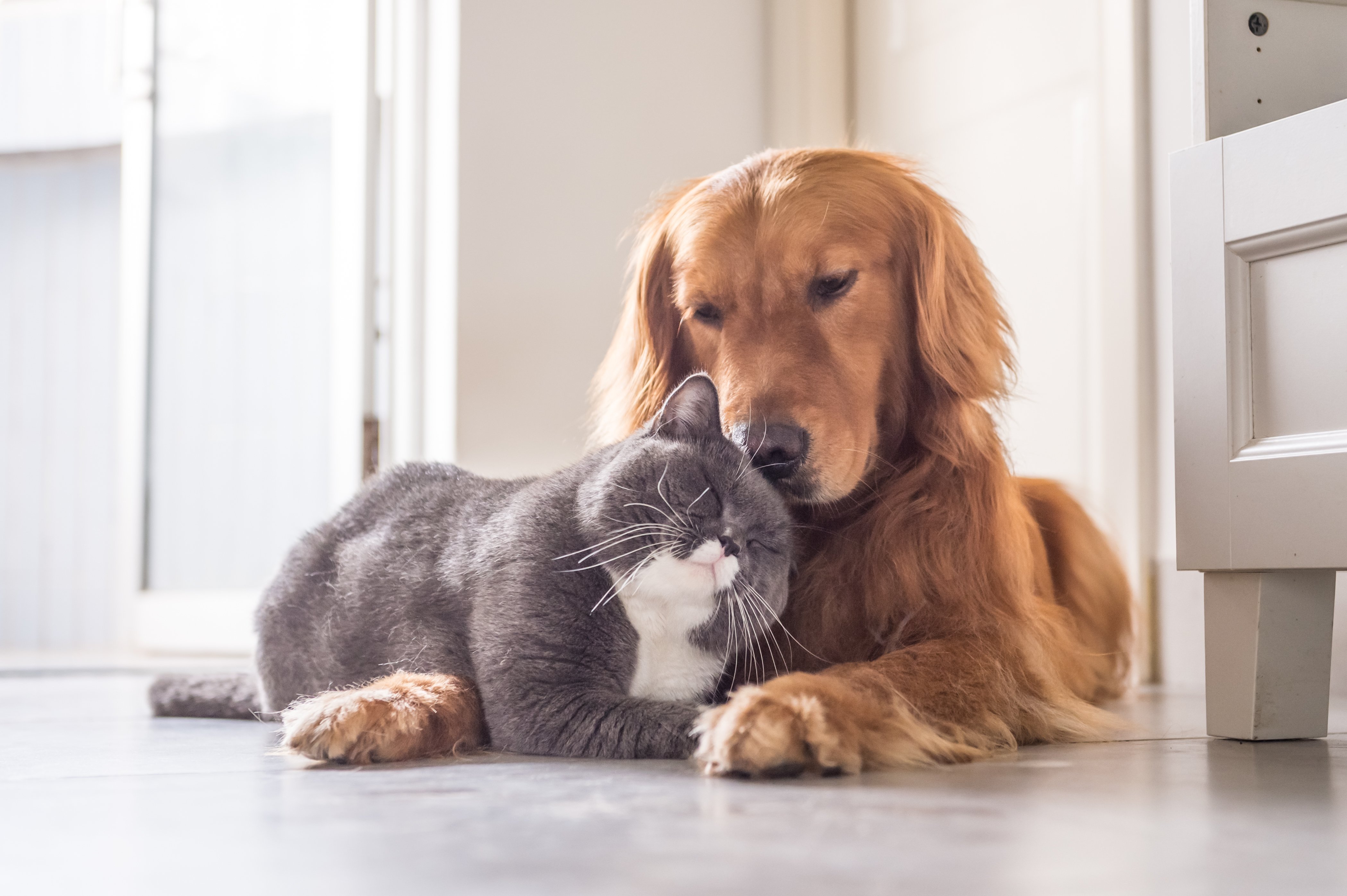Pets/Animals & Radiant Floor Heating