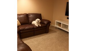 Dog on couch watch TV