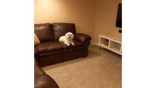 Dog on couch watch TV