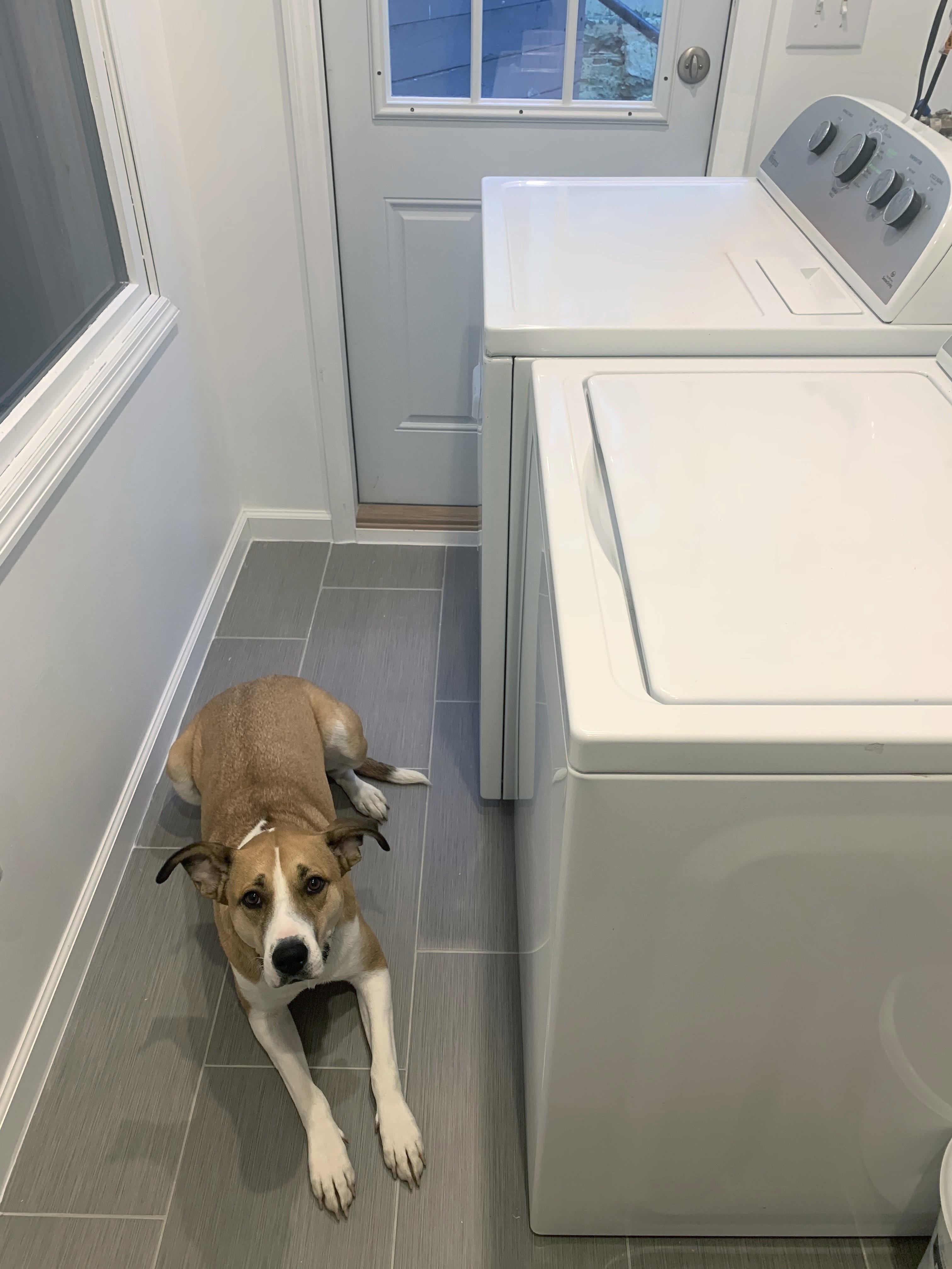 A laundry room with a dog resting on tile flooring installed over a TempZone electric radiant floor heating system.