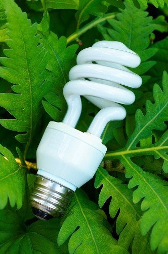 A spiral compact fluorescent light bulb with a white ballast housing resting among green fern fronds.