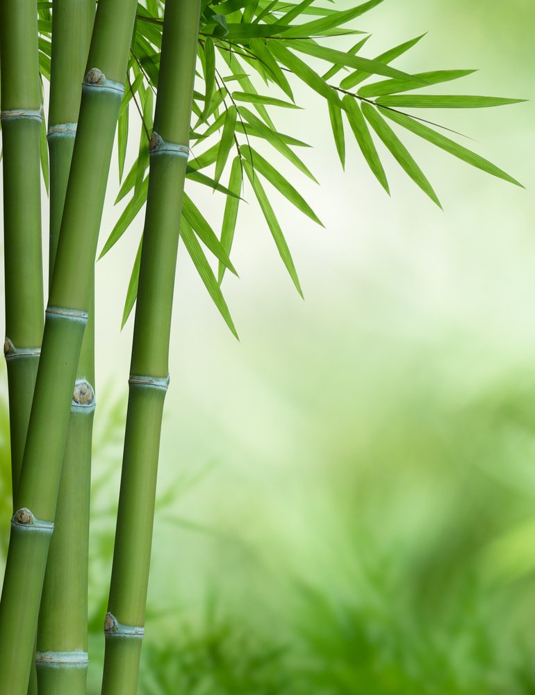Bamboo plant in its natural habitat