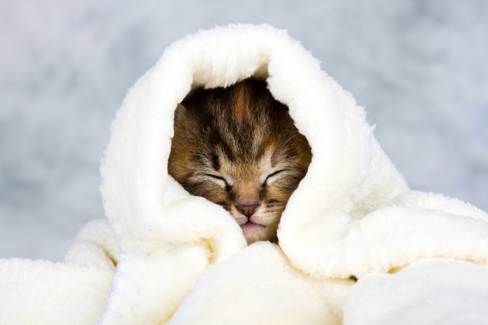 Pets enjoy heated blankets, which can be warmed up on an electric towel rack.
