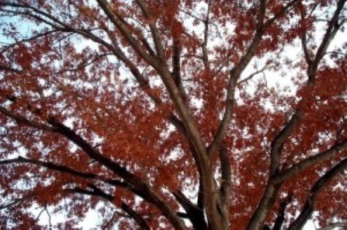 Reddish-orange autumn foliage of a deciduous tree viewed against a bright sky.