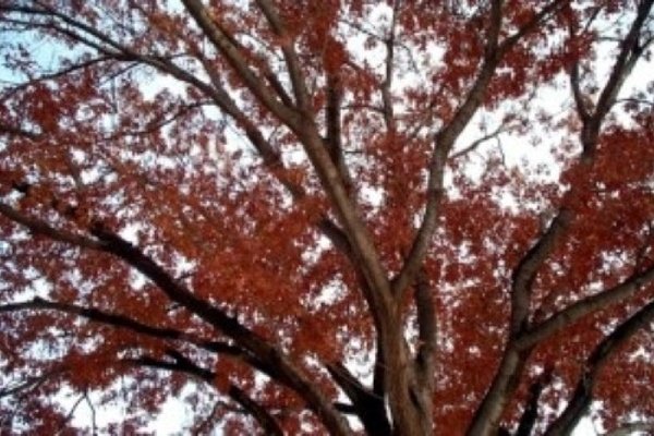 Makeover your dining room for the season