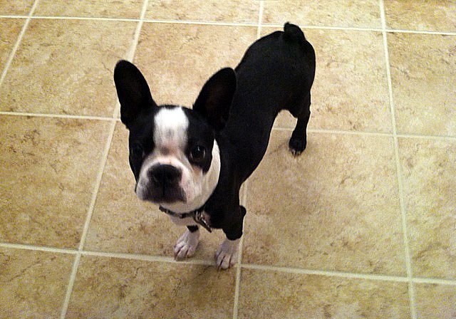 dogs love radiant floor heating