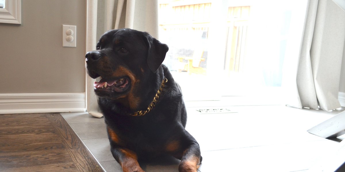 Post install shots from Laura's kitchen/dining nook with floor heating and dog