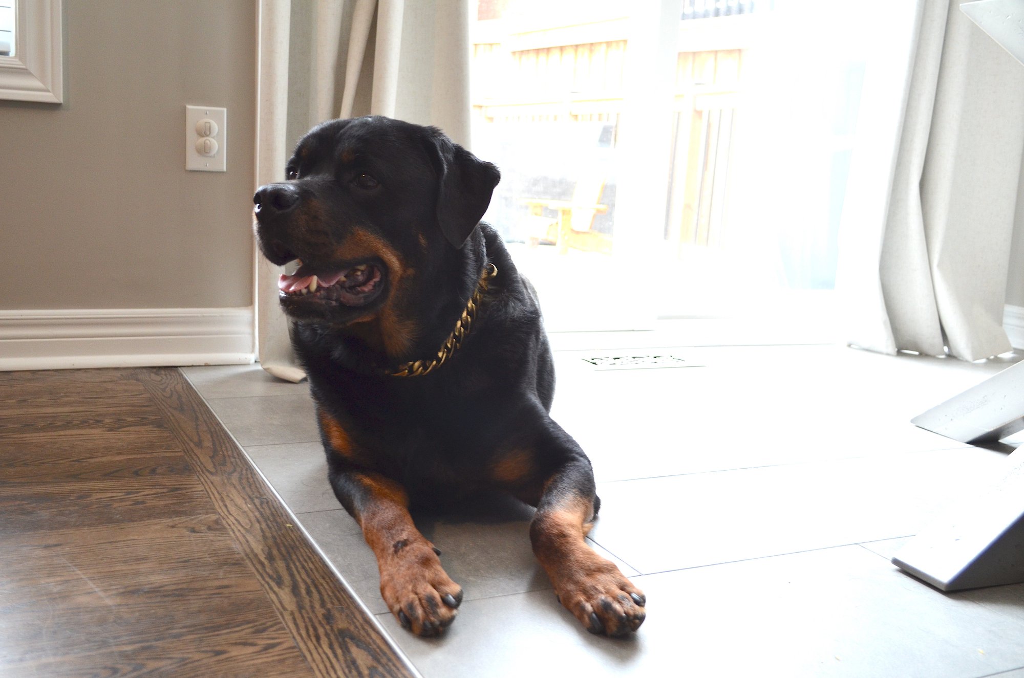 Post install shots from Laura's kitchen/dining nook with floor heating and dog