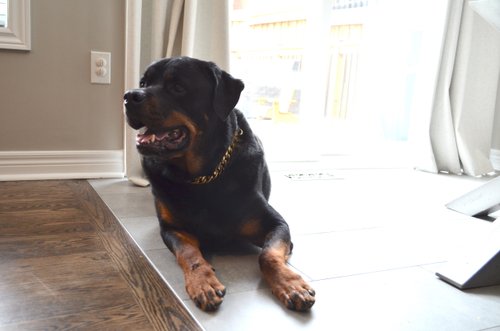 Post install shots from Laura's kitchen/dining nook with floor heating and dog