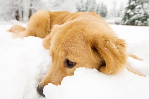 A golden retriever resting in deep snow, highlighting the need to avoid harmful chemical snow-melting substances for pet safety.