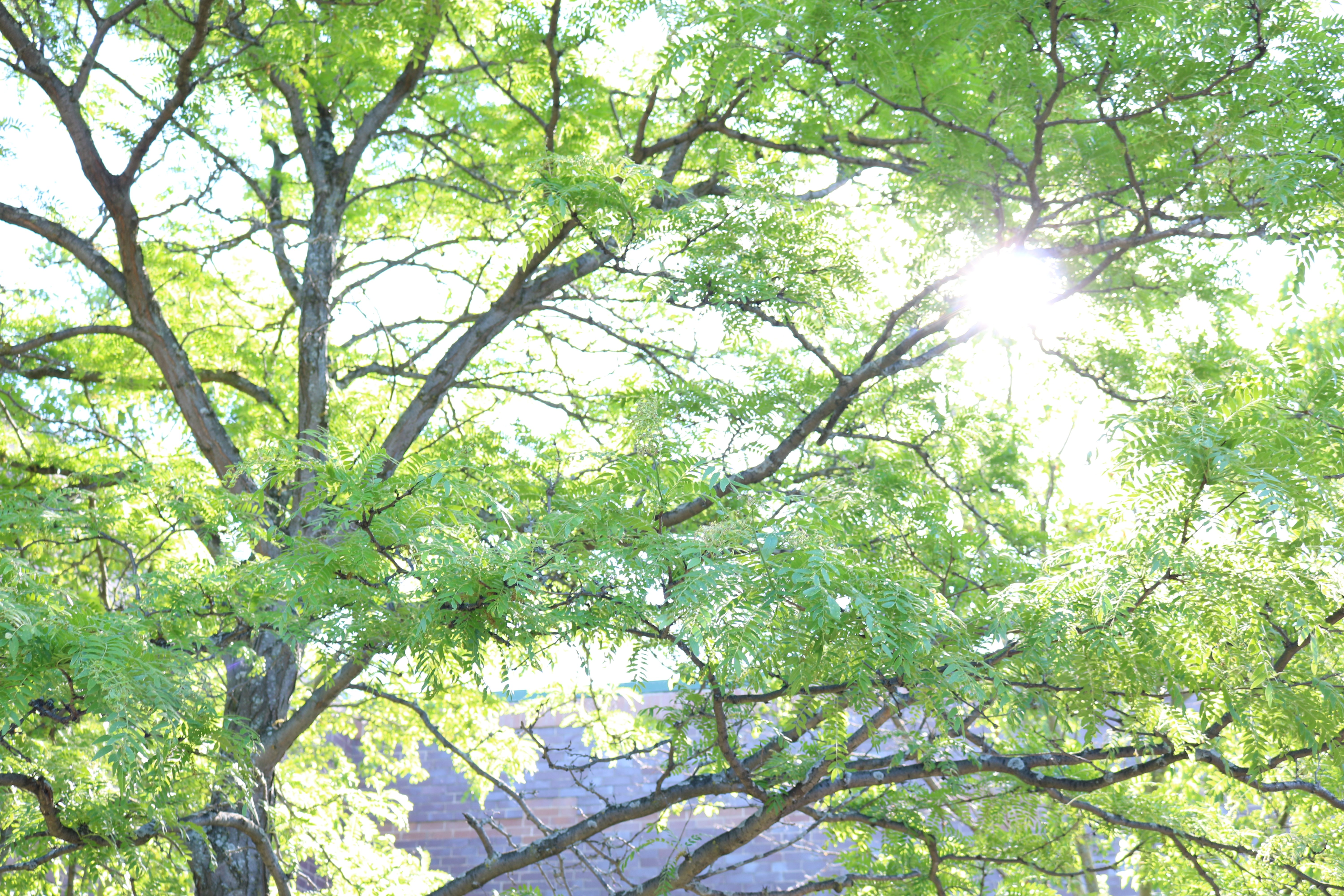 Bright sunlight filtering through the green canopy of a leafy tree, illustrating the natural warmth associated with radiant heating systems.