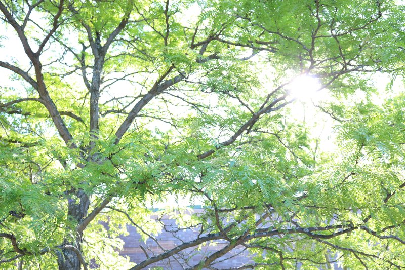 Sunlight Surprising States that Use Radiant Heating