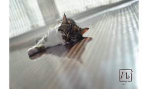 The Sun, Radiant Heat & Bonfires: All Forms of Far Infrared Heat