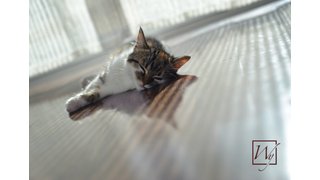 The Sun, Radiant Heat & Bonfires: All Forms of Far Infrared Heat