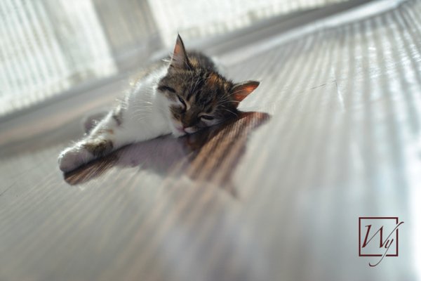 The Sun, Radiant Heat & Bonfires: All Forms of Far Infrared Heat