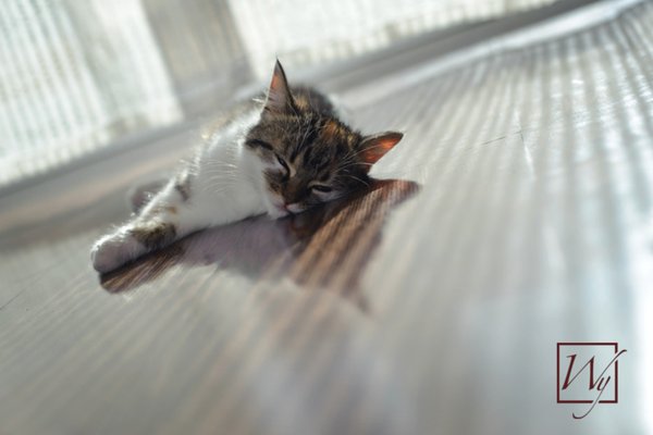 The Sun, Radiant Heat & Bonfires: All Forms of Far Infrared Heat