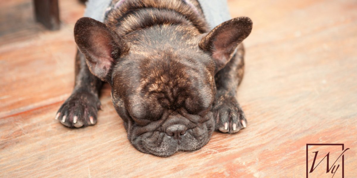Top Ways Owners Keep Their Pets Warm