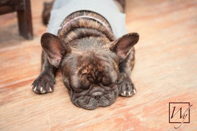 Top Ways Owners Keep Their Pets Warm