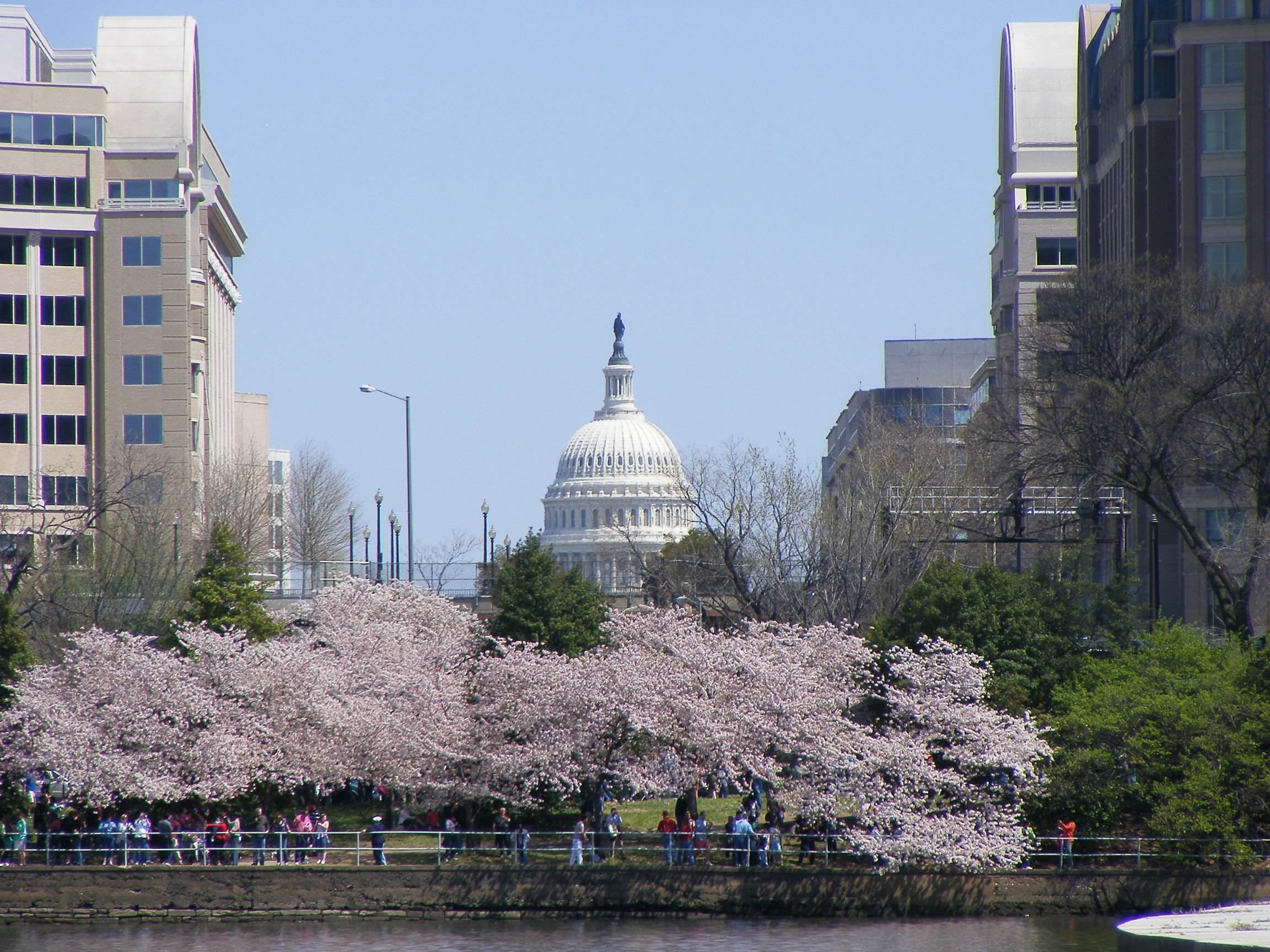 The United States Capitol dome framed by blooming cherry blossom trees along a waterfront path in Washington DC.
