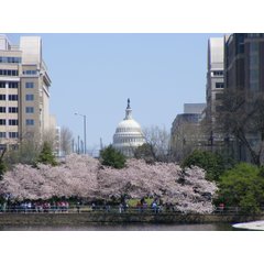The United States Capitol dome framed by blooming cherry blossom trees along a waterfront path in Washington DC.
