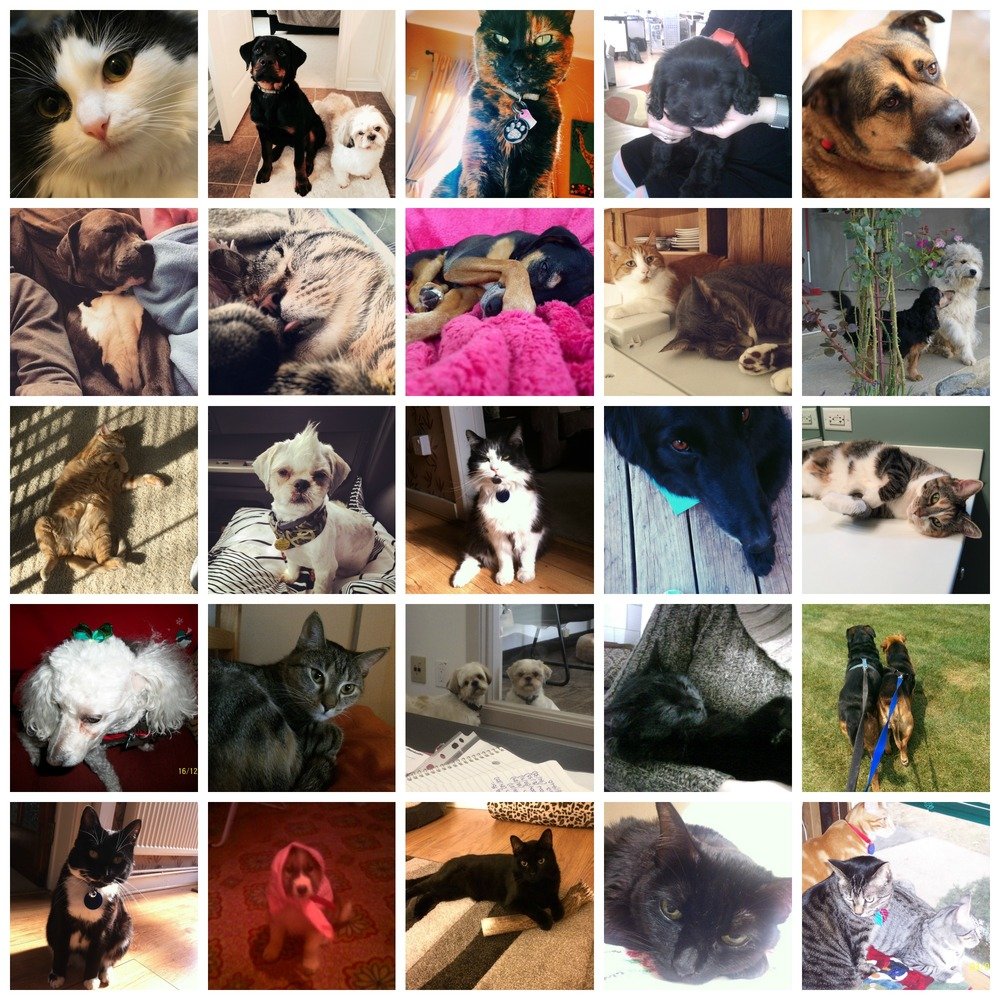 WarmlyYours Radiant Heating pets