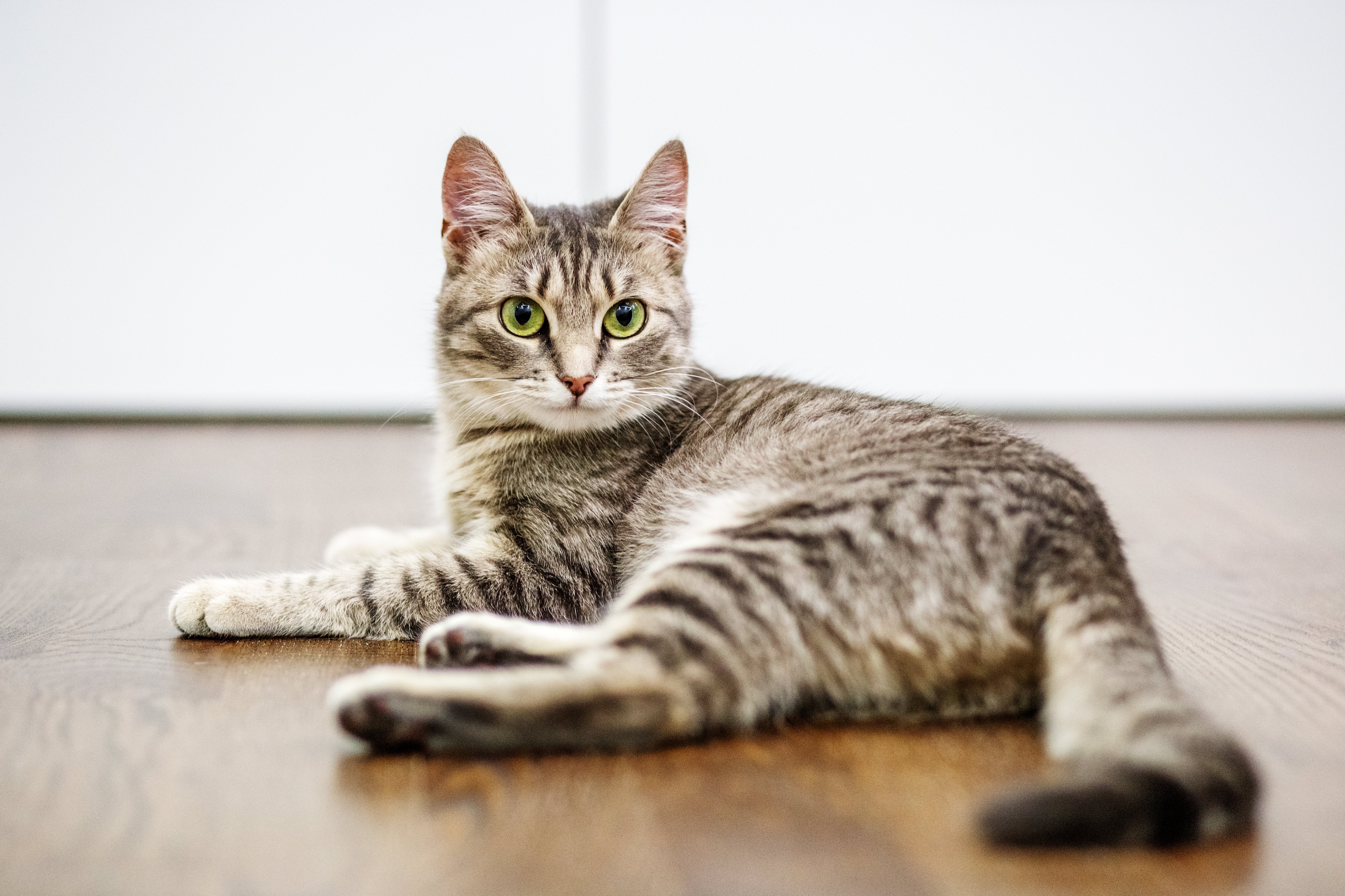 Cat lay on hardwood floors