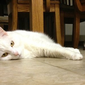 The Guska family's cats, Rosie and Ivy, enjoy the radiant heat under the kitchen tile as much as their humans do.