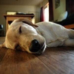 Pets love radiant heat too!