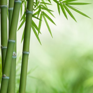 Bamboo plant in its natural habitat