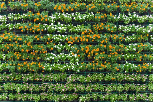 Vertical garden