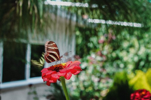 Pollinator garder